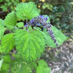 Coleus graveolens at Mount George, NSW - suppressed