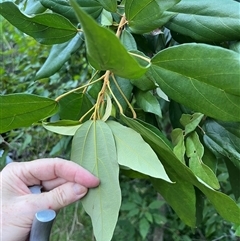 Mallotus philippensis at Mount George, NSW - suppressed