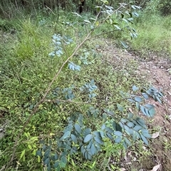 Breynia oblongifolia at Mount George, NSW - suppressed