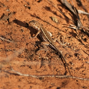 Ctenophorus spinodomus at suppressed - suppressed