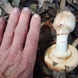Amanita sp. at Lower Mangrove, NSW - 14 Apr 2025 12:00 PM