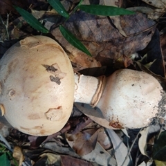 Amanita sp. at Lower Mangrove, NSW - 14 Apr 2025 12:00 PM