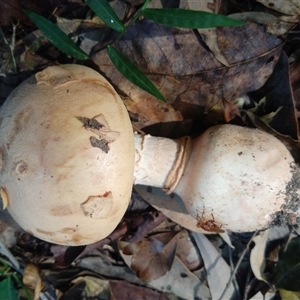 Amanita sp. at Lower Mangrove, NSW - 14 Apr 2025 12:00 PM