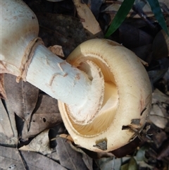 Amanita sp. at Lower Mangrove, NSW - 14 Apr 2025 12:00 PM