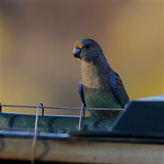 Psephotellus varius at Gluepot, SA - 18 Apr 2025 07:53 AM