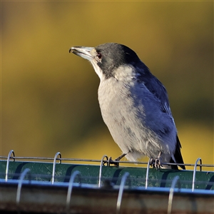 Cracticus torquatus at Gluepot, SA - 18 Apr 2025 07:58 AM