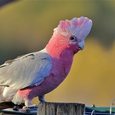 Eolophus roseicapilla (Galah) at Gluepot, SA - 18 Apr 2025 by MichaelWenke