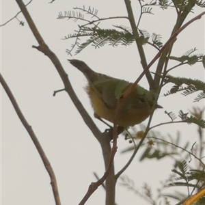 Acanthiza nana at Murga, NSW - suppressed