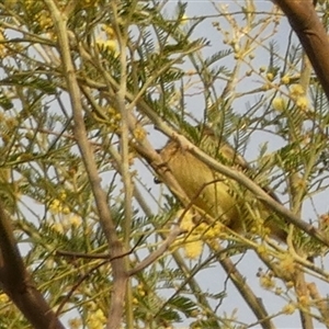 Acanthiza nana at Murga, NSW - suppressed