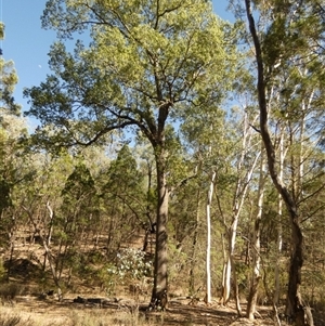 Brachychiton populneus subsp. populneus at Murga, NSW - 20 Apr 2025 09:59 AM