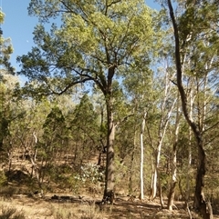 Brachychiton populneus subsp. populneus at Murga, NSW - 20 Apr 2025 09:59 AM