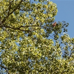 Brachychiton populneus subsp. populneus at Murga, NSW - 20 Apr 2025 09:59 AM