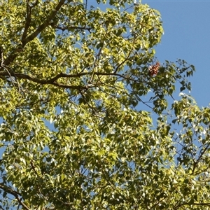 Brachychiton populneus subsp. populneus at Murga, NSW - 20 Apr 2025 09:59 AM