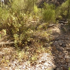 Senna aciphylla at Murga, NSW - 20 Apr 2025 10:12 AM