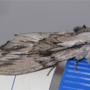 Destolmia lineata at Bolivia, NSW - suppressed