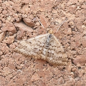 Scopula rubraria at Lyneham, ACT - Today by trevorpreston