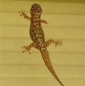 Gehyra variegata at suppressed - suppressed