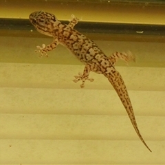 Gehyra variegata at suppressed - suppressed