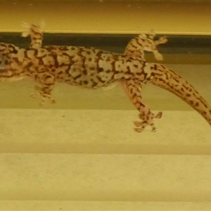 Gehyra variegata at suppressed - suppressed