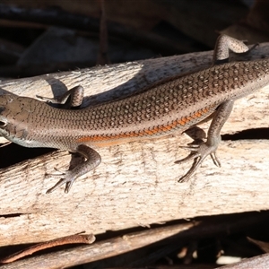Carlia tetradactyla at Chiltern, VIC - Today by KylieWaldon