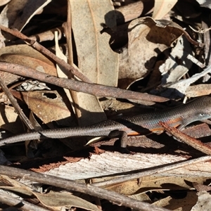 Carlia tetradactyla at Chiltern, VIC - 22 Apr 2025 10:12 AM
