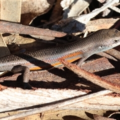Carlia tetradactyla at Chiltern, VIC - 22 Apr 2025 10:12 AM