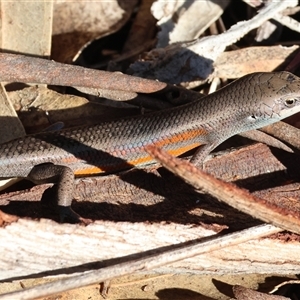Carlia tetradactyla at Chiltern, VIC - 22 Apr 2025 10:12 AM