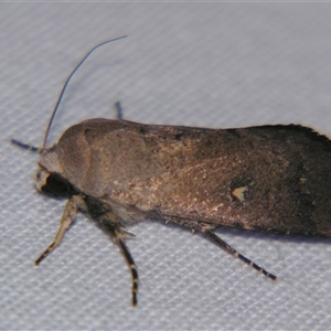 Proteuxoa tibiata at Bolivia, NSW - suppressed