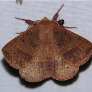 Unverified Anthelid moth (Anthelidae) by PJH123