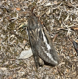 Unverified Moth (Lepidoptera) at Ghan, NT - Yesterday by Frecko