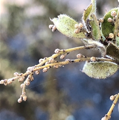 Acacia vestita at Ghan, NT - Yesterday by Frecko