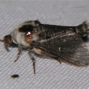 Genduara subnotata at Bolivia, NSW - suppressed