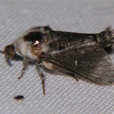 Unverified Other moth by PJH123