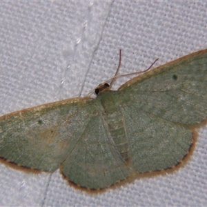 Poecilasthena balioloma at Bolivia, NSW - suppressed