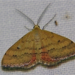 Scopula rubraria at Bolivia, NSW - suppressed