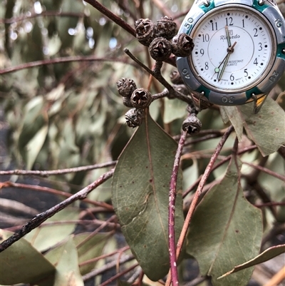 Eucalyptus blakelyi at Ghan, NT - Yesterday by Frecko