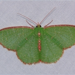 Unverified Geometer moth (Geometridae) by PJH123