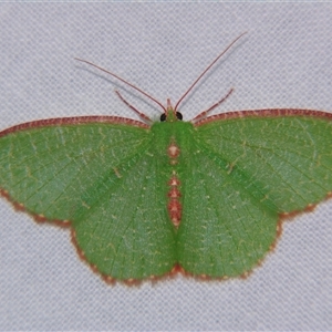 Eucyclodes metaspila at Bolivia, NSW - suppressed