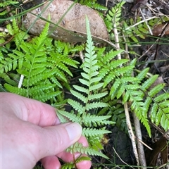 Cyathea australis subsp. australis at Pretty Beach, NSW - suppressed