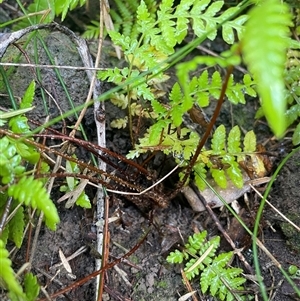 Cyathea australis subsp. australis at Pretty Beach, NSW - suppressed