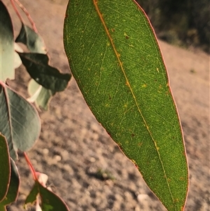 Eucalyptus blakelyi at Ghan, NT - 18 Apr 2025 by Frecko