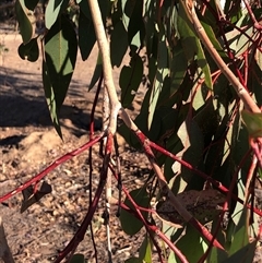 Eucalyptus blakelyi at Crowther, NSW - 18 Apr 2025 04:17 PM