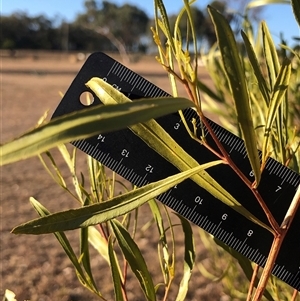 Unverified Other Shrub at Ghan, NT - 18 Apr 2025 by Frecko