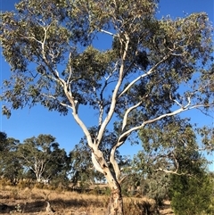 Eucalyptus blakelyi at Crowther, NSW - 18 Apr 2025 04:05 PM