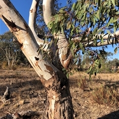 Eucalyptus blakelyi at Crowther, NSW - 18 Apr 2025 04:05 PM