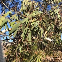 Eucalyptus blakelyi at Crowther, NSW - 18 Apr 2025 04:05 PM
