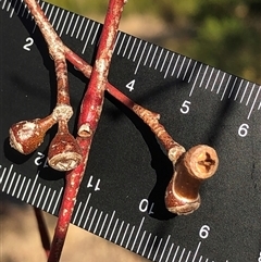 Eucalyptus blakelyi at Crowther, NSW - 18 Apr 2025 04:05 PM