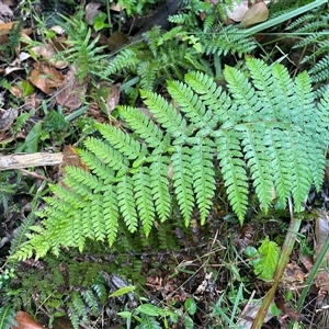 Polystichum proliferum at Pretty Beach, NSW - Yesterday by Clarel