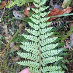 Polystichum australiense at Pretty Beach, NSW - 21 Apr 2025 09:37 AM