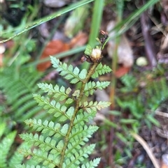 Polystichum australiense at Pretty Beach, NSW - 21 Apr 2025 09:37 AM